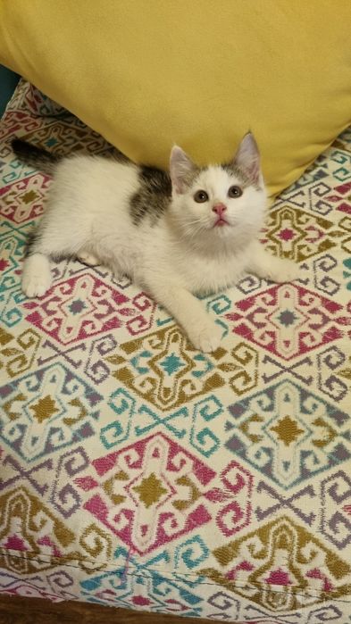 Отдам в добрые руки котенка