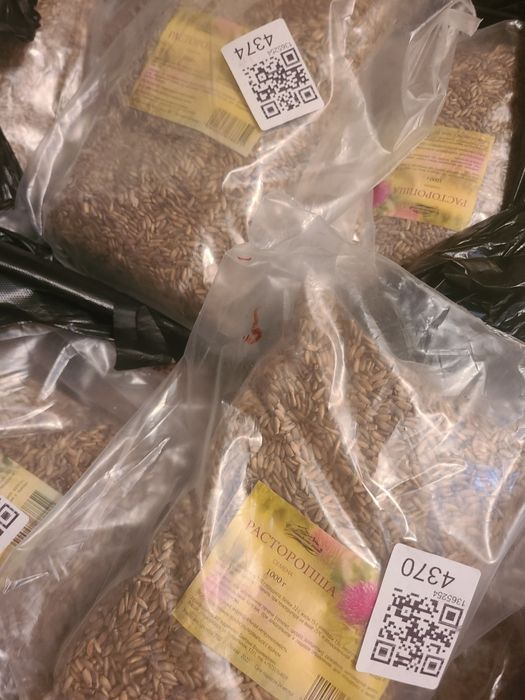 Расторопша семена. Россия! Алтайские! С первых рук.  Отжимает масло