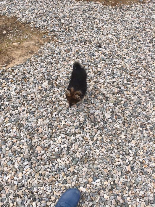 померан шпиц мини