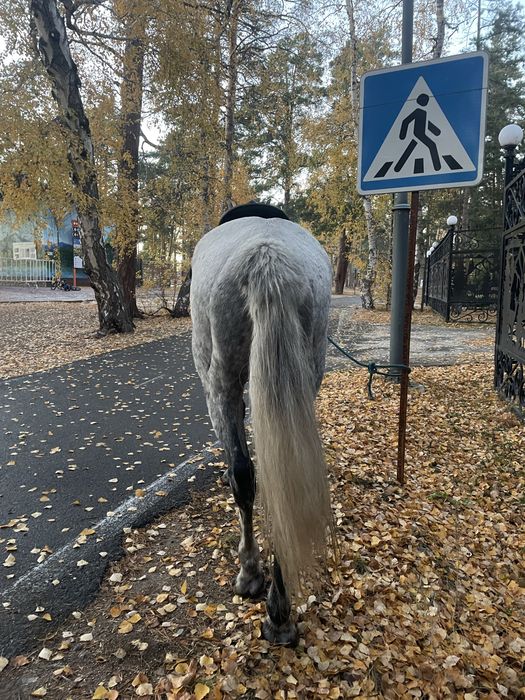 Продаю лошадь кострат бурабай