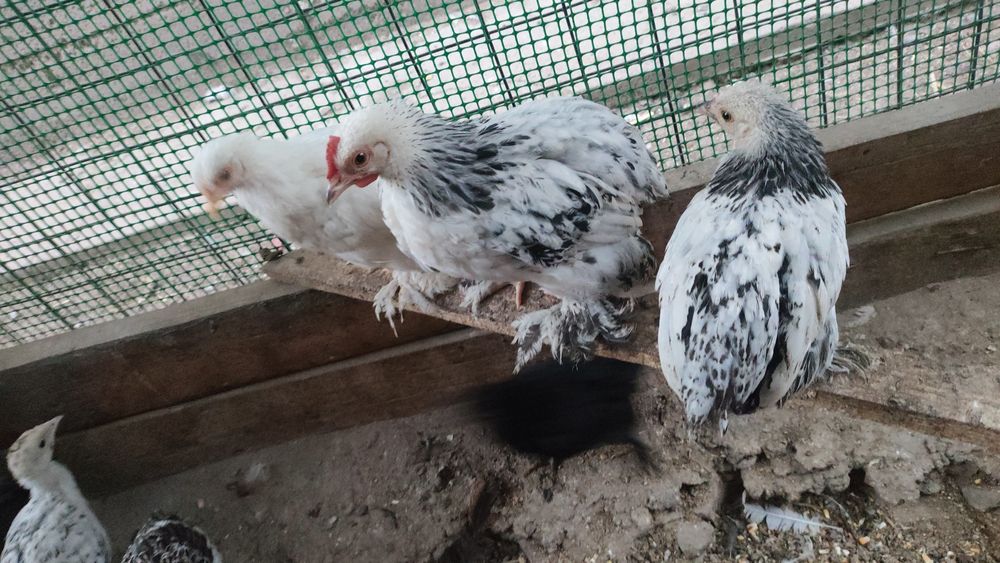 Цеплята кохинхины карлики