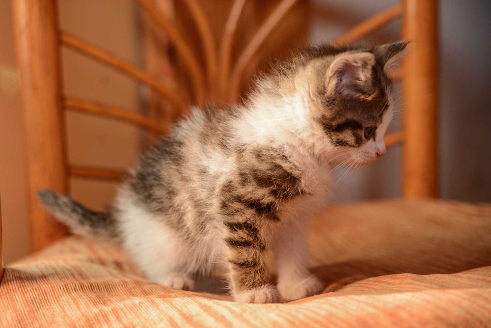 Котенок  девочка