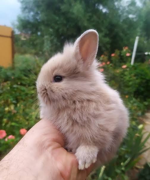 Декаротивный кролик