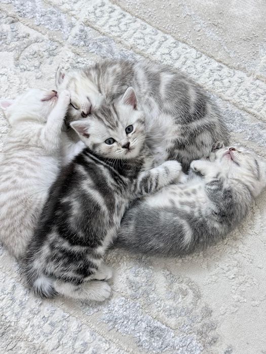 Продам котенка Британец