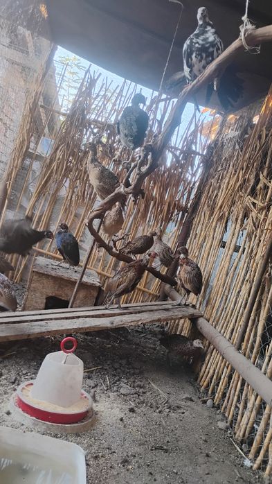 Schimb fazani comuni
