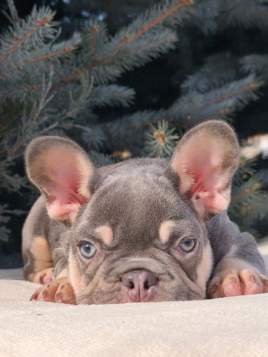 Очаровательная девочка