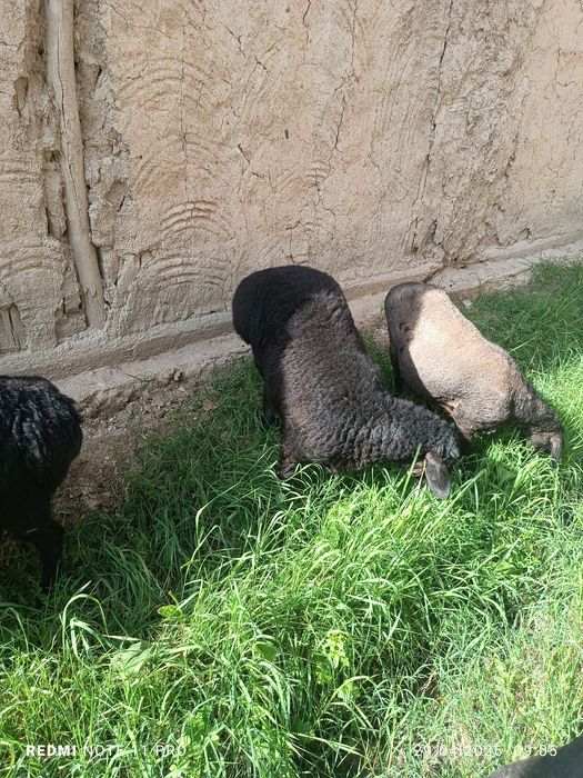 Кучкор барра киргиз элита сим жун