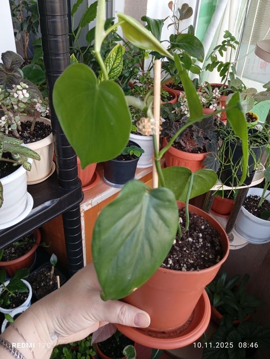 Продам комнатные растения