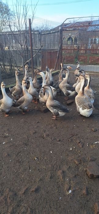 Gâscani de vânzare