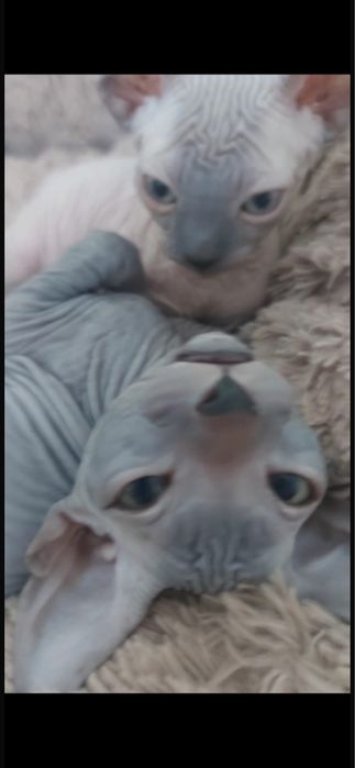 Котята породы Канадский Сфинкс