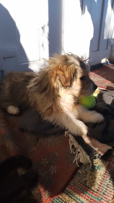 Catei Pentru Adoptie