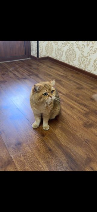 Продаётся Британский золотистый шиншилла малчик