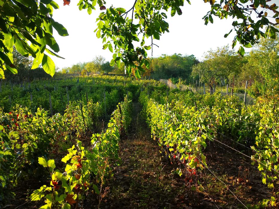 Vand teren intravilan, loc de casa -Niscov, Vernesti