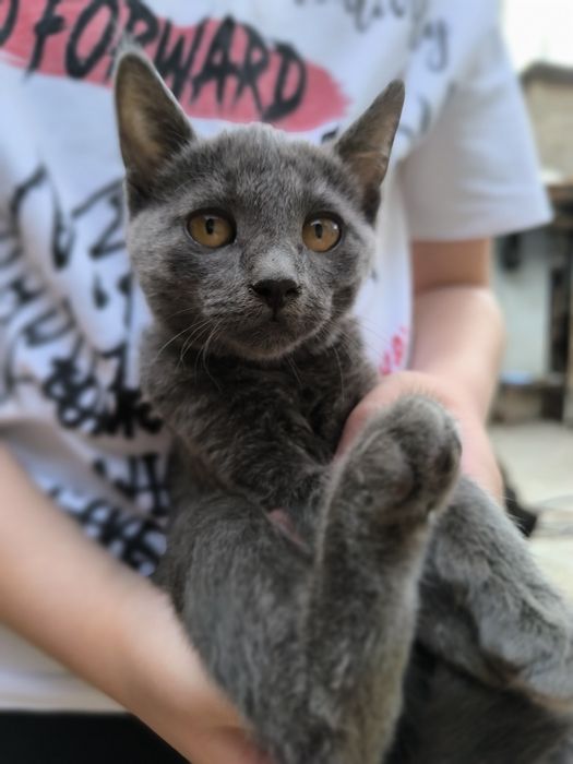 Отдам котят в хорошие руки