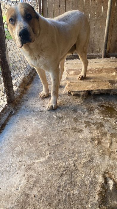 Продам взрослого Алабая!