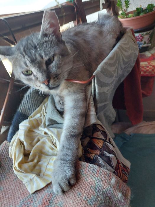 Сив Таби котарак търси дом