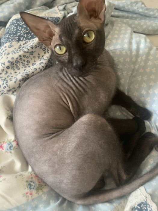 Вязка! Котик ищет невестку!