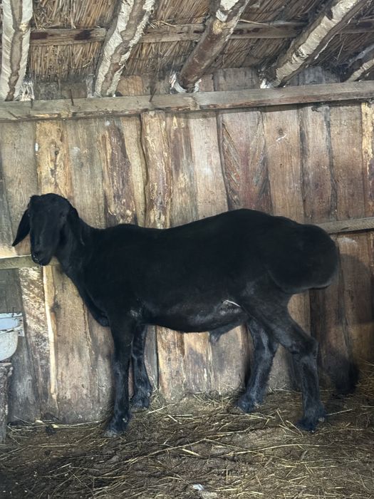 Продам кошкара гиссара
