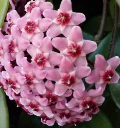 Ароматна ХОЯ - ВОСЪЧЕ