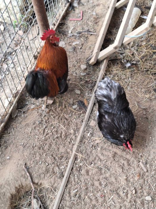 Vand pasari de curte. Cocosi,gaini,curcisi curcani,cocosi pfoenix si cochinchina pitic.