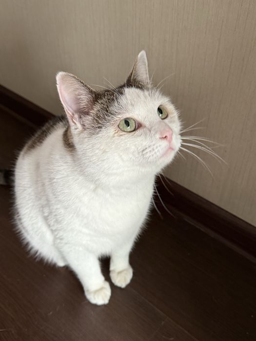 Шикарный котик Тимоша ищет семью