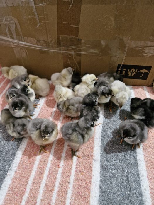 Pui Australorp 1 săptămână