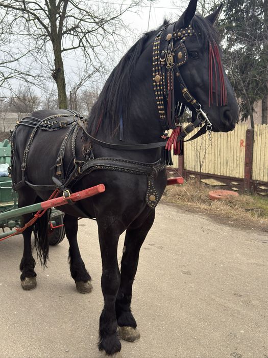 Armasar frizian de monta varsta 6 ani