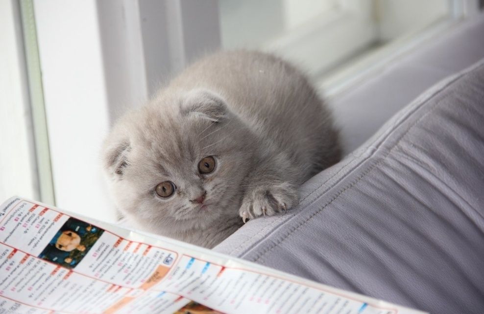 Мальчики, левлые окрасом редкий 1 мес