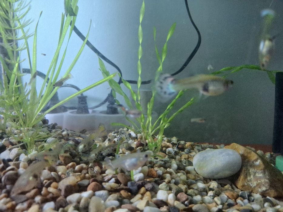 Гупи микс  (Ендлер)