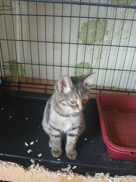 Крутая Кошка девочка в семью