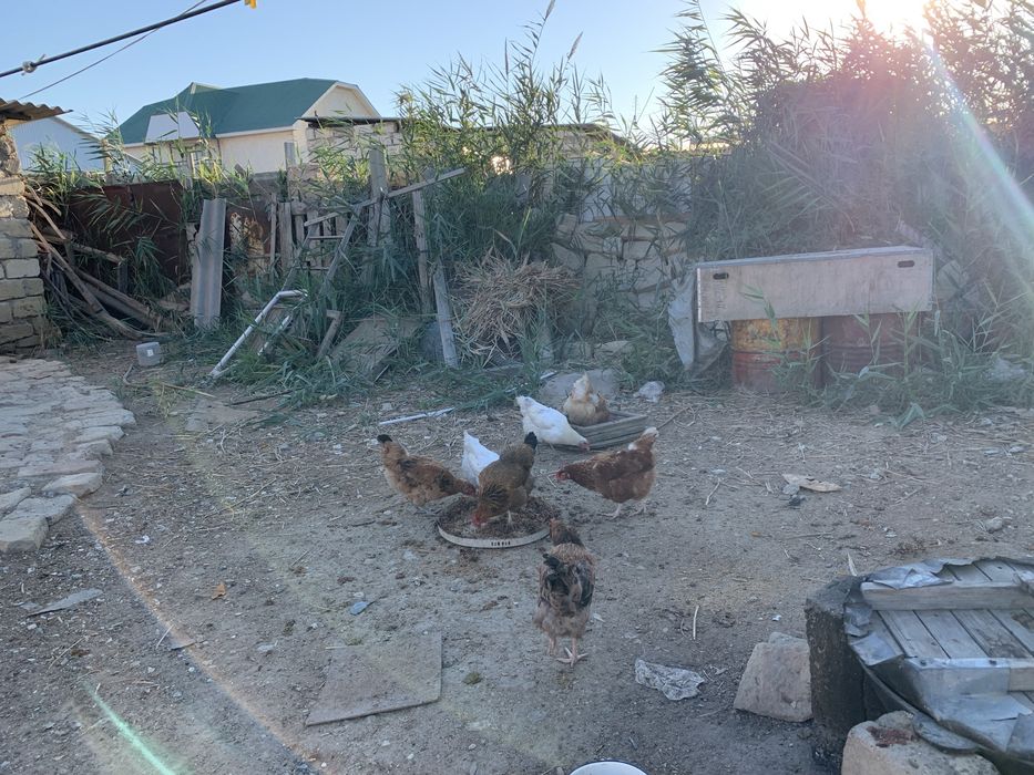 Тауык сатылады.