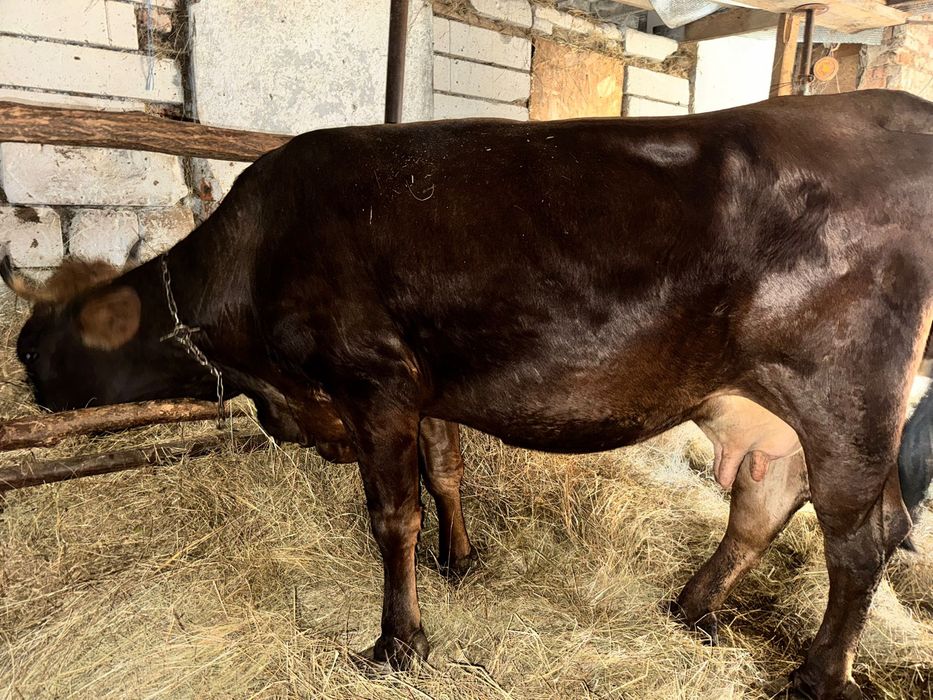 vand vaca de 5 ani gestanta de 8 luni jumate si juninca de 2 ani jumate gestanta 8 luni jumate