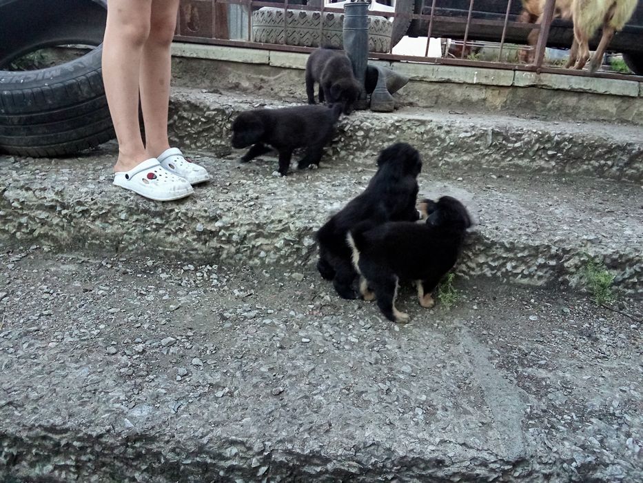 Отдам в добрые руки щенки.