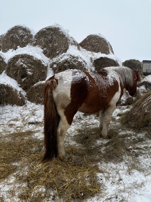 Продам жеребца полу тяг