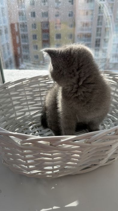 Котенок шотландский