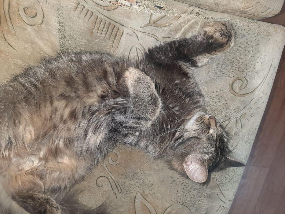 Одам Кошку в хорошие руки