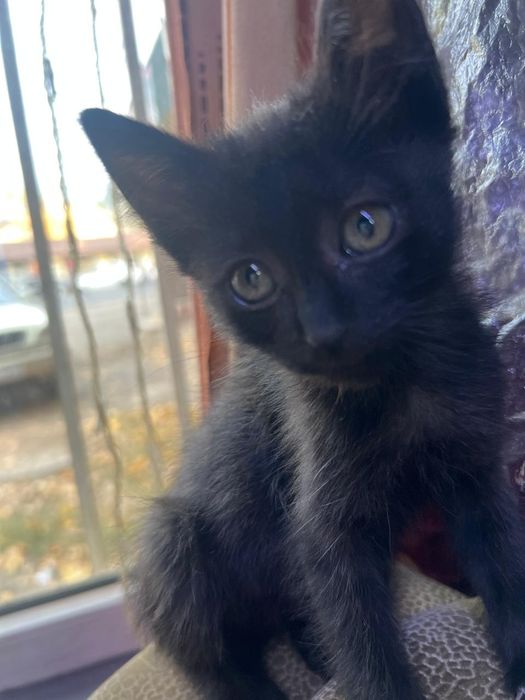 Котята  мальчик и девочки