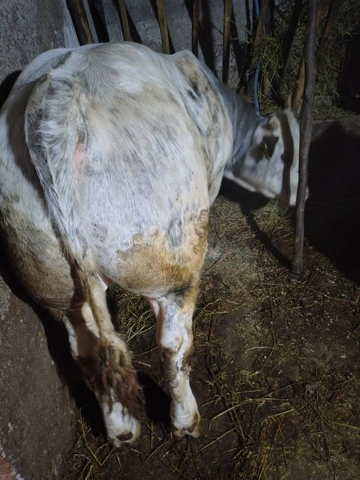 Taur de vânzare belgian