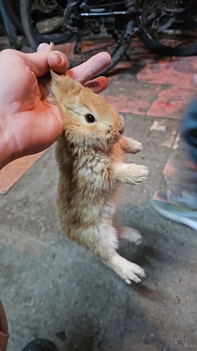 Кролик в аренду для всех