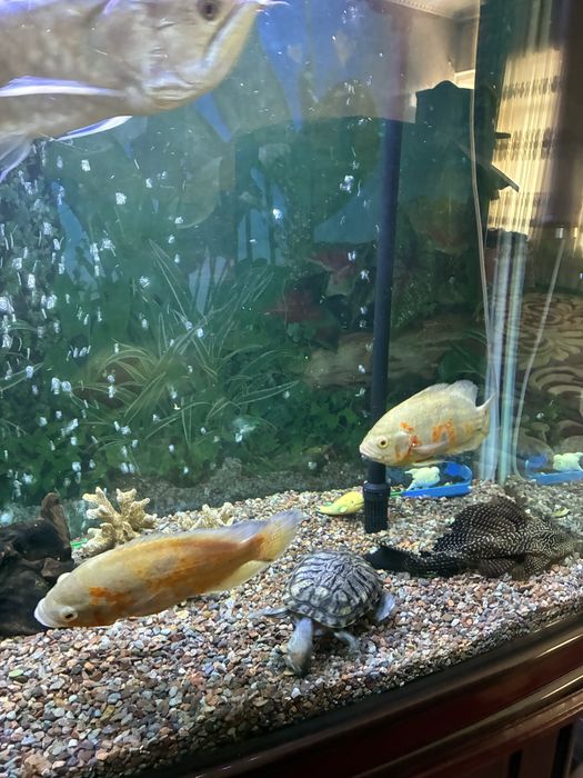 Аквариумные рыбы