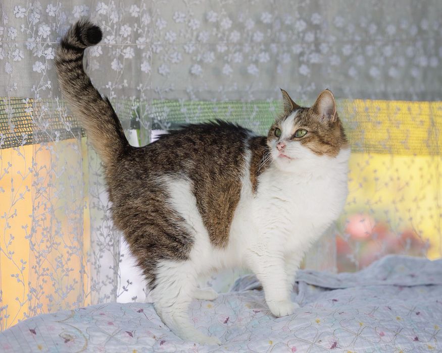 Бесплатно кошечка хорошенькая