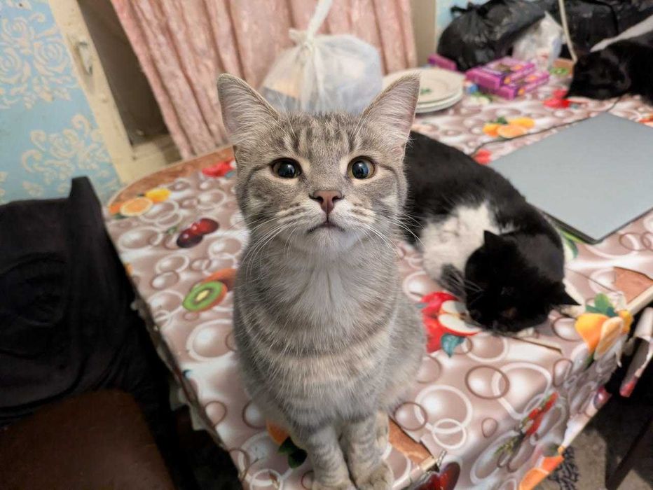 Котик кастрирован. Кошечки стерилизованные. (7-8 мес. Отдам)