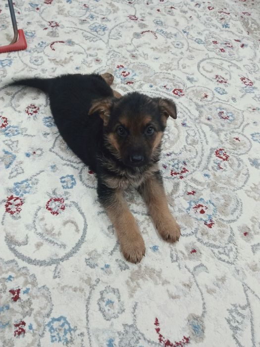 Продам щенков немецкой овчарки