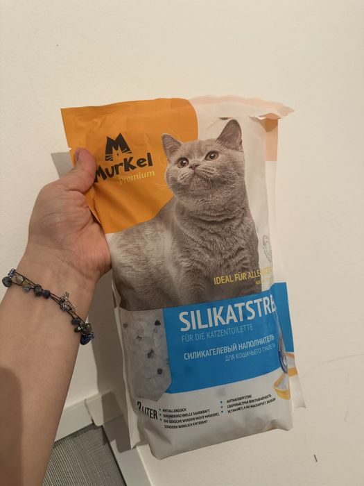 Все для вашего котенка