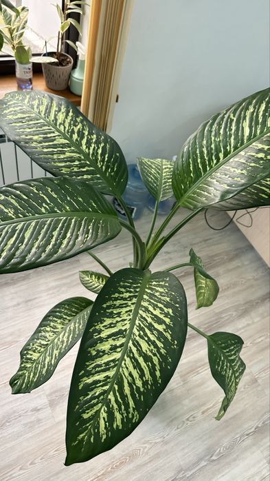 Продам комнатный цветок