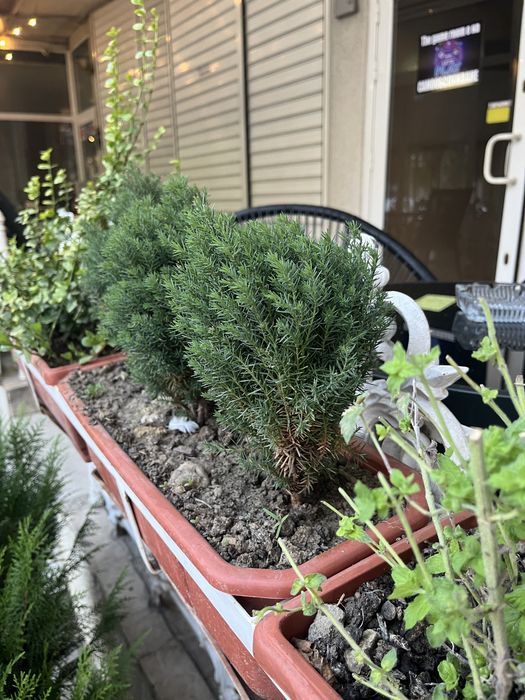 Западна Мини Туя Теди