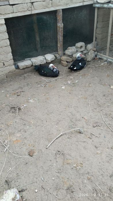 Урдаклар сотилади.