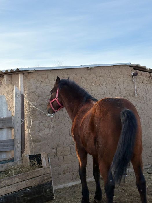Айғыр сатылады срочно! Бағасын келісеміз