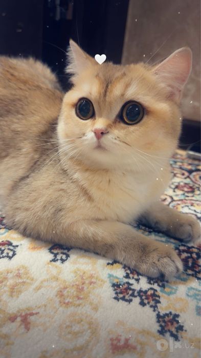 Продаю свою кошку! Срочно