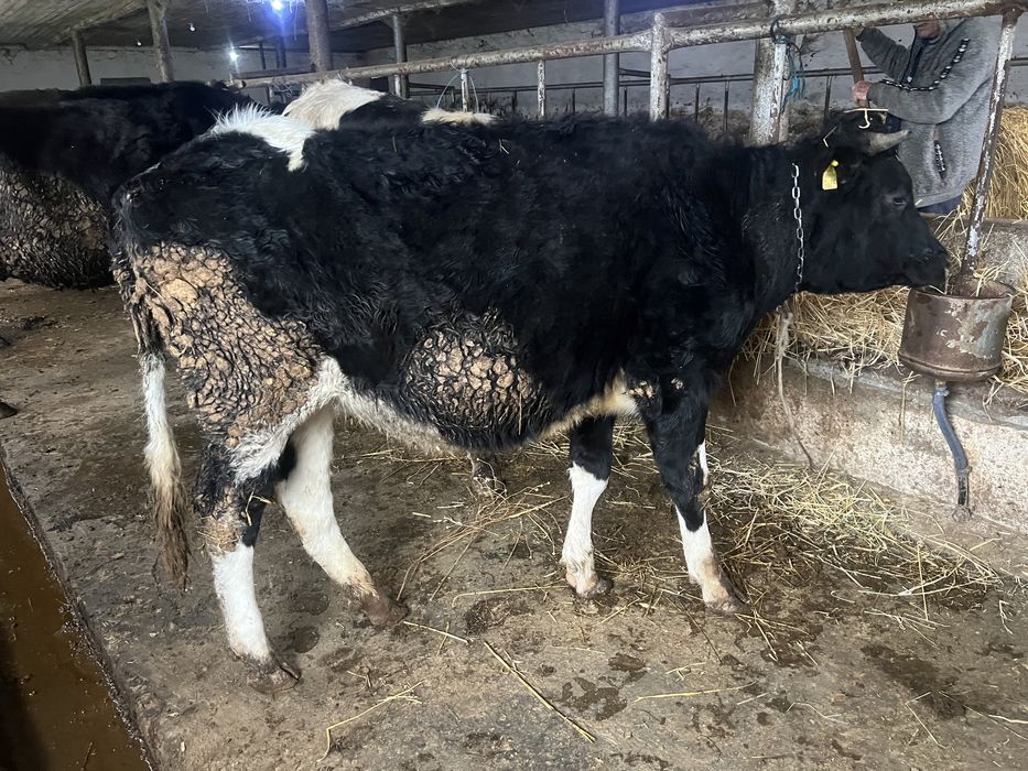 Vand 2 juninci olandeze